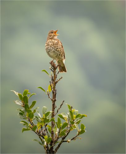 SONGBIRD by Paul Townson