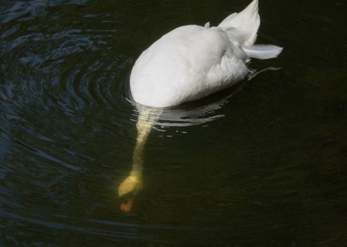 SWAN DIVE by Ann Bateman