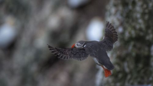 TAKE OFF by Robert Nixon Betts