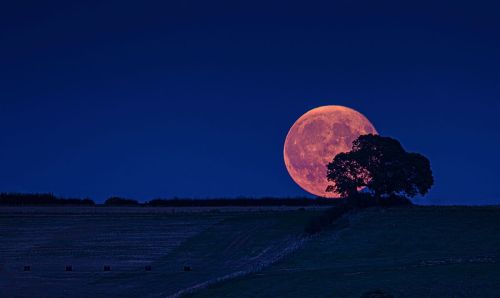 TREMENDOUS HARVEST MOON by Michael Hardwick