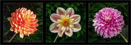 TRIO OF DAHLIAS by Tim Ramsay