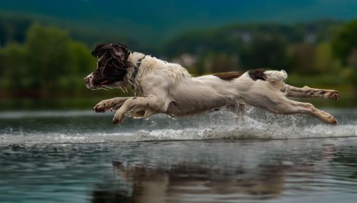 DOG JUMPING OVER WATER by Alan Thorne