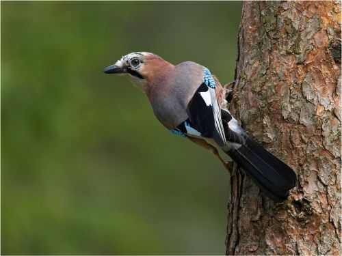 FOREST JAY by Steve Williams