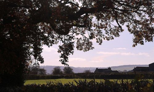 ANCIENT OAK EMBRACE by Janice Kennaway