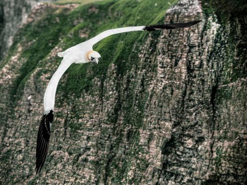 GANNET OVER BEMPTON CLIFFS by Barry Smith