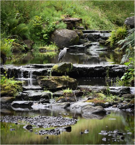 HERON ON WATERFALL by Chris Briddon
