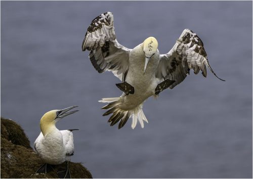 INCOMING GANNETT by Andrew Evans