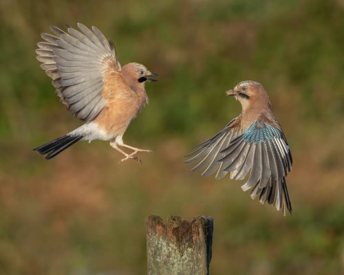 JAY-SQUABBLE-by-Simon-Beynon