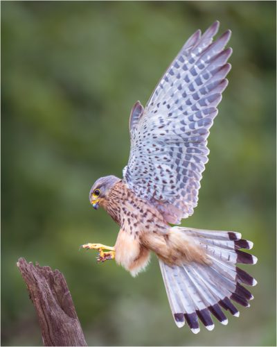 KESTREL LANDING By Simon Wilkinson