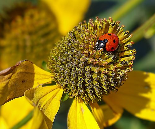 LADYBIRD AT WORK by Janice Kennaway
