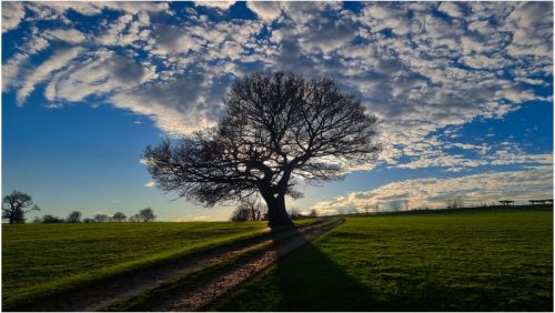 LONE TREE by Simon Grieve