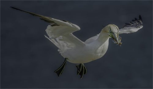 NEST FLIGHT by Will Nightingale