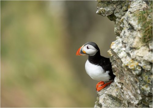 PUFFIN by Paul Townson