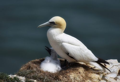 RSPB BEMPTON CLIFFS by Robert Nixon-Betts