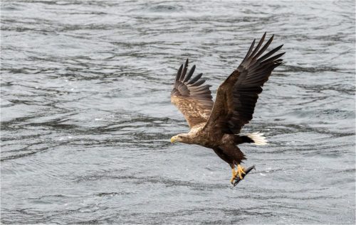 SEE EAGLE WITH CATCH by Martin Mosley