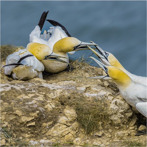 TERRITORIAL DISPUTE by Michael Hardwick