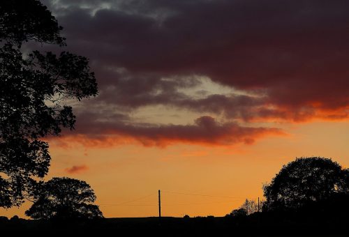 TREES AT SUNSET by Janice Kennaway