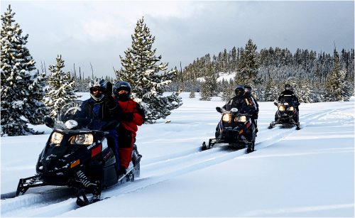 ARCTIC CAT by Shirley Davis