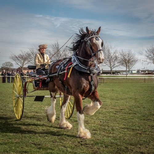 TROT ON by Marj Freeston