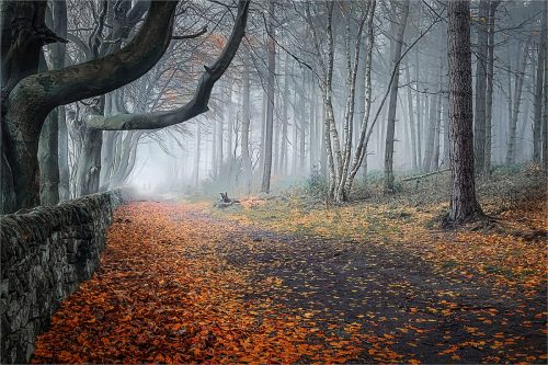 A NOVEMBER MORNING WALK by Michael Hardwick