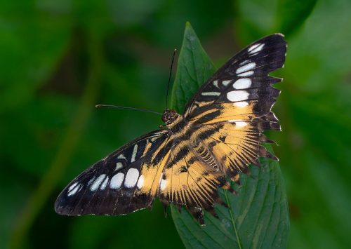 CLIPPER BUTTERFLY PARTHENOS SYLVIA by Tim Ramsay