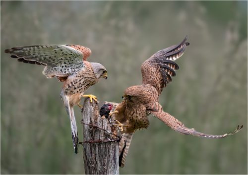 DINNER FOR TWO By Simon Wilkinson