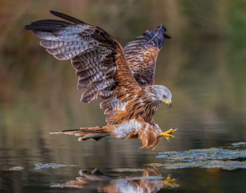 DIVING RED KITE by Simon Beynon