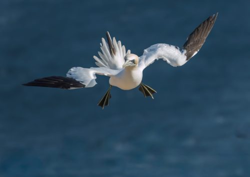 GANNET IN FLIGHT by Will Nightingale
