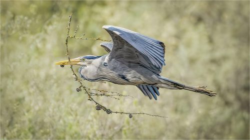 GREY HERON NESTBOUND by Michael Hardwick