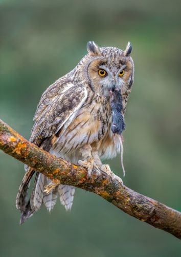 LONG EARED OWL WITH CATCH by Paul Townson