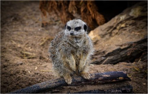 MEERKAT by Chris Briddon