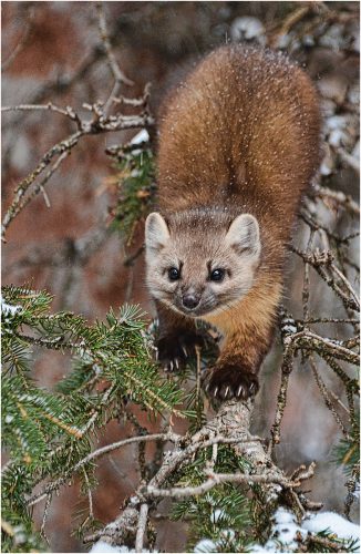 PINE MARTIN by Shirley Davis