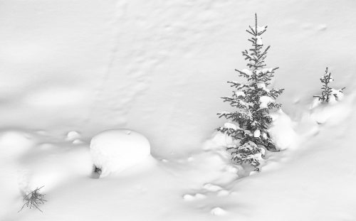 SIMPLY TREES IN SNOW by Shirley Davis