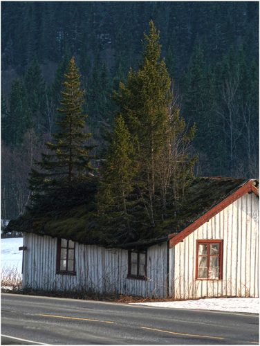 TREE HOUSE by Simon Grieve 