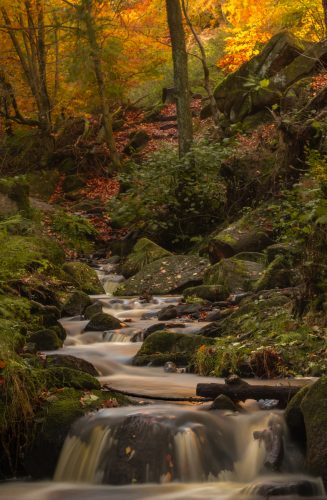 A-RIVER-FLOWS-THROUGH-by-Will-Nightingale