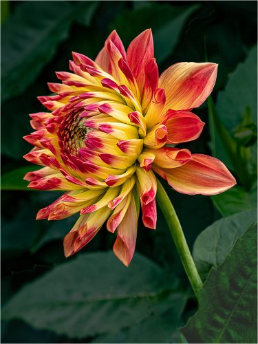 DAHLIA-SMALL-WORLD-by-Tim-Ramsay