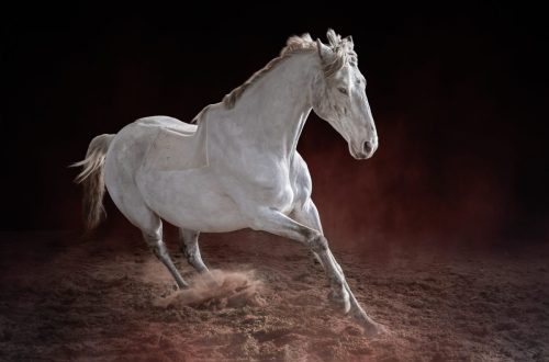 ENTERING-THE-RING-by-Marj-Freeston