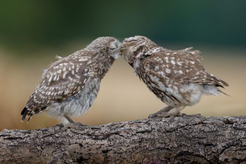 LITTLE-OWL-LOVE-by-Simon-Beynon