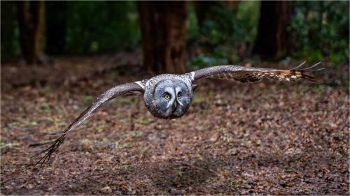 ON-THE-HUNT-by-Paul-Townson