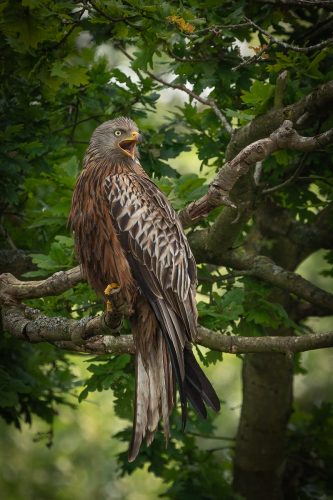 RED-KITE-CALLING-by-Marj-Freeston