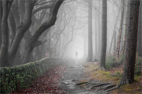 WALK-IN-MISTY-WOODS-by-John-Rutherford