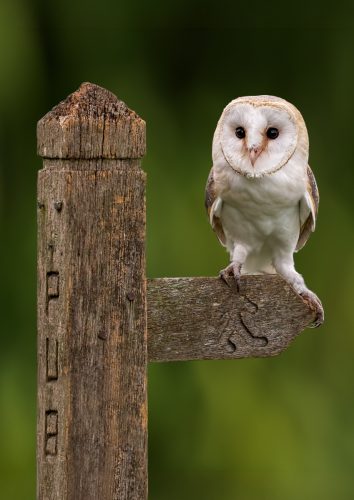 WHICH-WAY-NOW-by-Paul-Townson