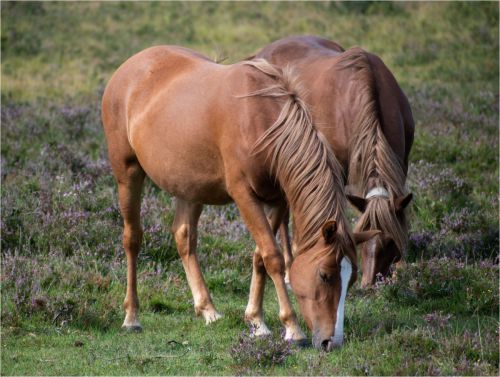 NEW FOREST PONIES by Chris Briddon