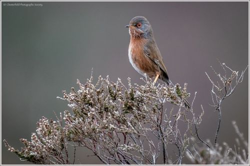 DARTFORD WARBLER by Mike Cantrell