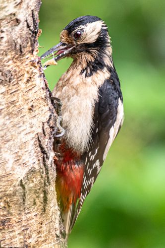 GREATER SPOTTED WOODPECKER by John Rutherford